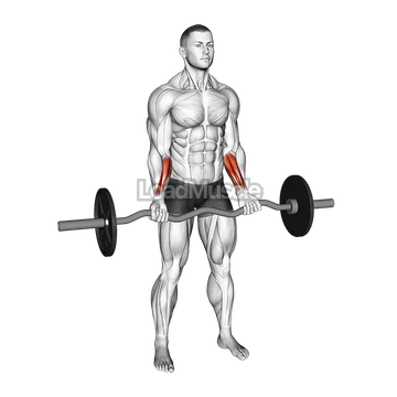 EZ Barbell Standing Wrist Curl