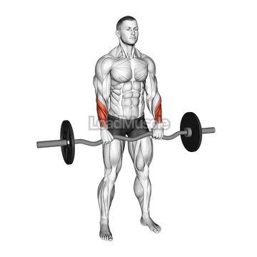 EZ Barbell Standing Wrist Reverse Curl
