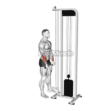 Cable Standing Wrist Reverse Curl