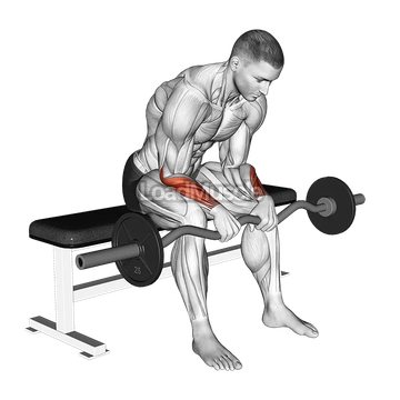 EZ Bar Seated Wrist Reverse Curl