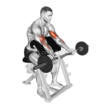 EZ Barbell Preacher Curl