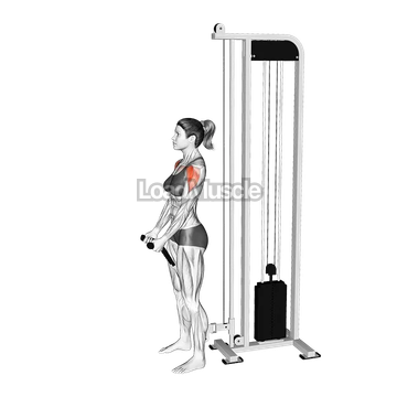 Cable Front Raise (rope attachment)