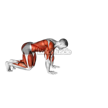 Bear Crawl (low hip)