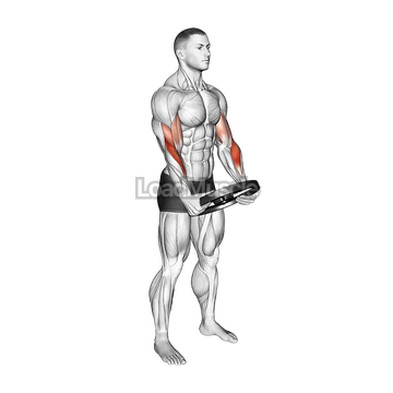 Weighted Plate Standing Biceps Curl