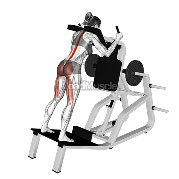 Lever Good Morning on the Hack Squat Machine