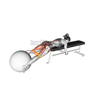 Resistance Band Reverse Hyper with Stability Ball on Flat Bench