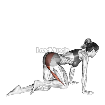 Kneeling Glute Press