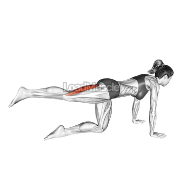 Kneeling Single Hamstring Curl