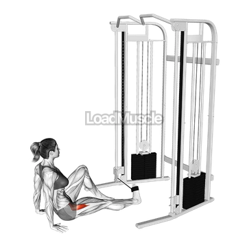 Seated Hip External Rotation