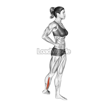 Standing Peroneus Muscles Stretch