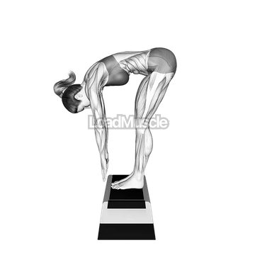 Posterior Chain Flexibility Test