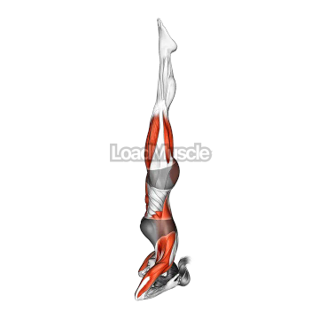 Supported Headstand Yoga Pose Sirsasana