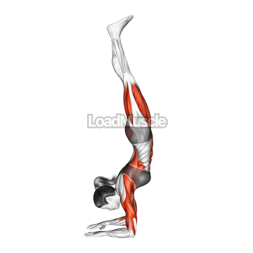 Forearms Stand Yoga Pose Pincha Mayurasana