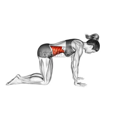 Cow Yoga Pose Bitilasana