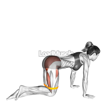 Resistance Band Kneeling Back Kick