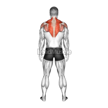 Standing Scapular Rotation