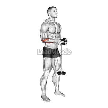 Neutral Wrist Roller