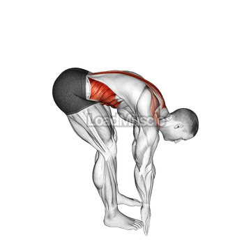 Bent Over Back Extension Scapular Adduction