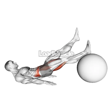 Straight Hip Single Leg Curl on Stability Ball